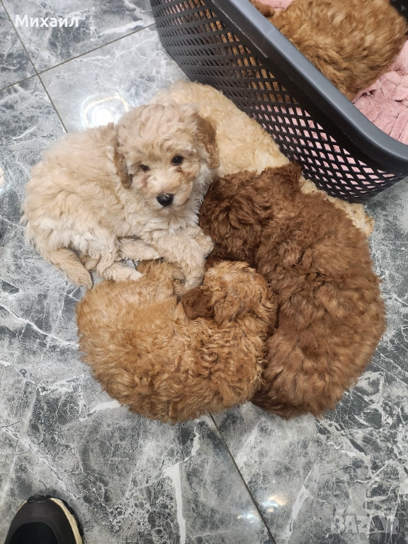 Пудел, снимка 1