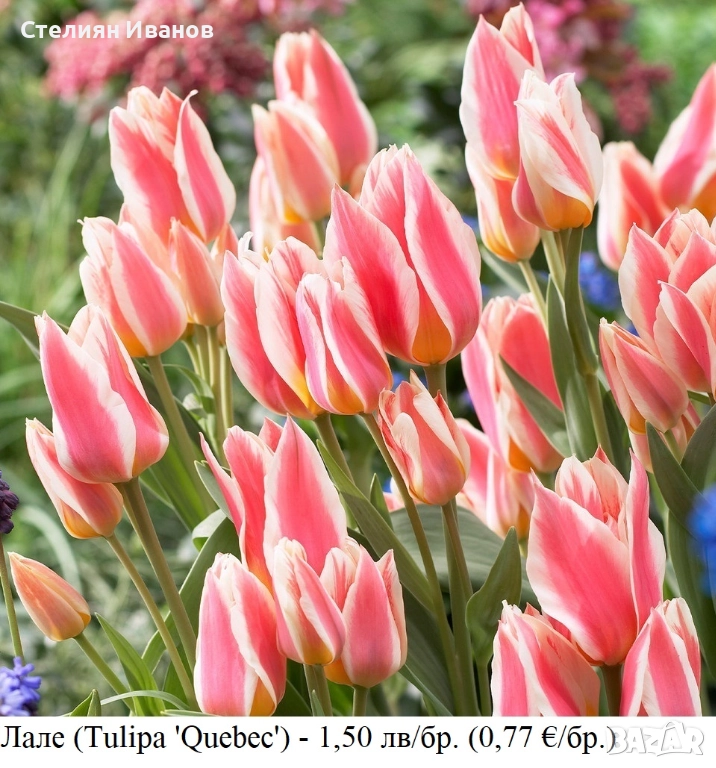 Лале (Tulipa 'Quebec') – луковици, снимка 1