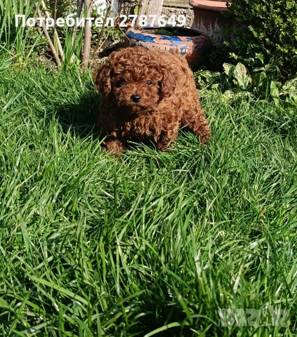 Той пудел момиче