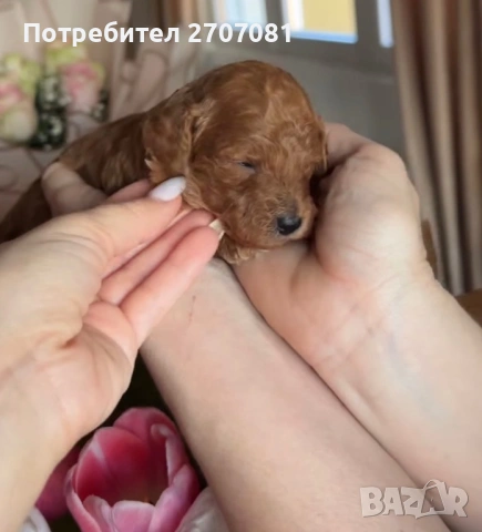 Мини пудел , снимка 5 - Пудели - 43378878