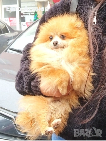 Чистокръвно Мини померанче