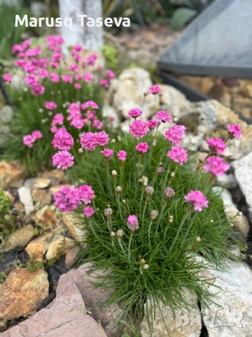 Армерия два вида , снимка 5 - Градински цветя и растения - 53818137