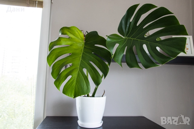 🌿 Monstera deliciosa – внушително и масивно растение с големи листа 🌿