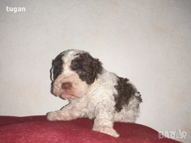 Бебета Лагото Романьоло / Lagotto Romagnolo, снимка 4 - Други - 54058824