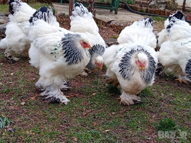 Яйца от колумбийска брама, снимка 5 - други­ - 53701995