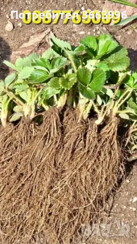 Продавам елитен разсад ягоди и малини , снимка 3 - Разсади - 40037822