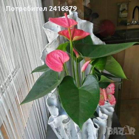 Магазин за ръчно изработени подаръци, снимка 11 - Градински цветя и растения - 45117673