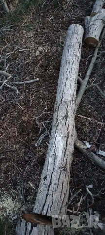 Орех за материал , снимка 3 - Дърводелски услуги - 49426172