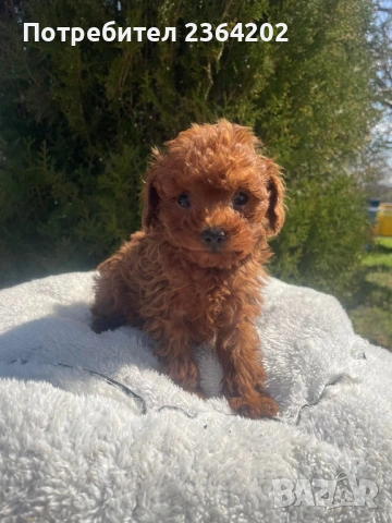 Пудел той, снимка 2 - Пудели - 53844808