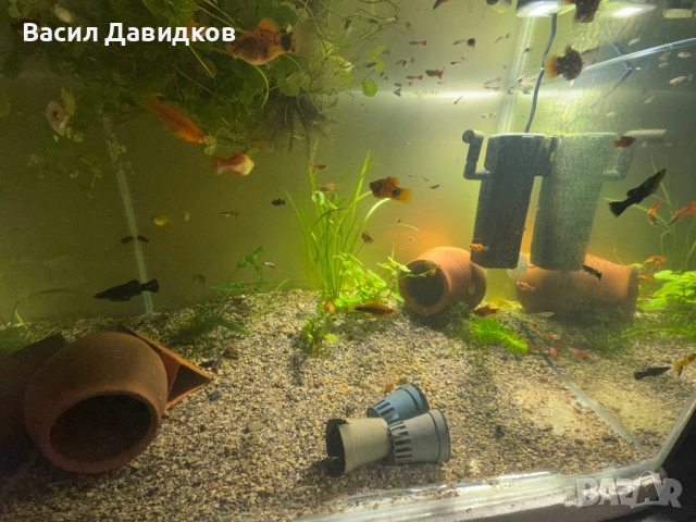 Хелер , Молинезия , Плата , Гупа , Комети, снимка 7 - Рибки - 51515705