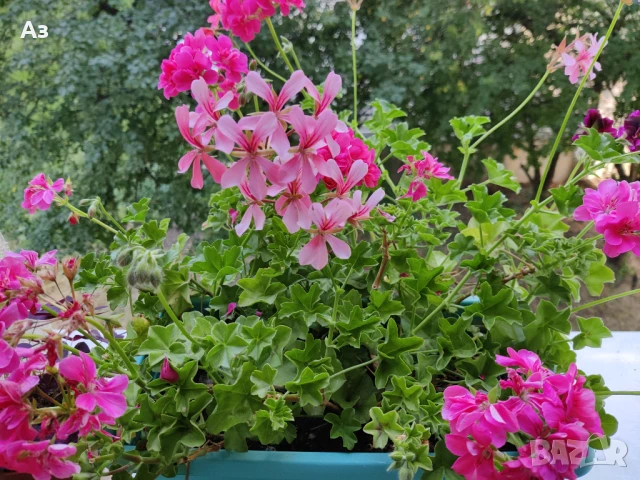 Продавам Висящи мушката (сакъзчета) в сандъчета - подготвени за обилен цъфтеж през пролетта, снимка 6 - Разсади - 51000596