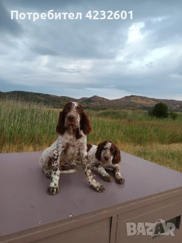 Английски сетер, снимка 1