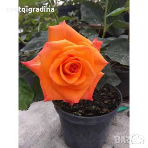 Роза оранжева