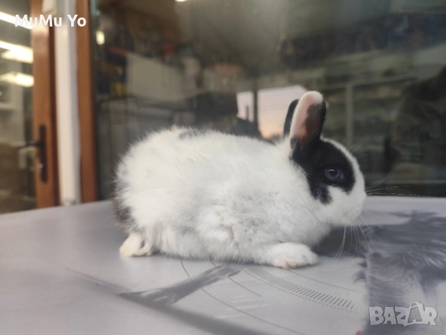 Декоративно зайче / заек, снимка 7 - Декоративни зайчета - 48443654