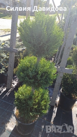Лейландски кипарис щам топка, пон пон, спирала, снимка 12 - Градински цветя и растения - 52501247