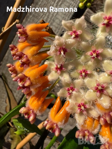 Caudata green Borneo , снимка 1