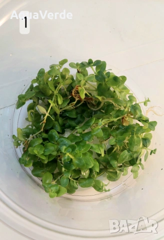 Растения и мъх, снимка 2 - Рибки - 53230995