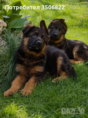 Немски овчарки