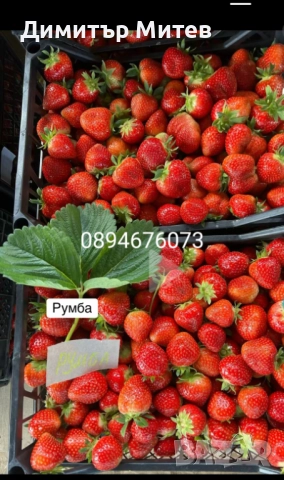 Продавам разсат ягоди , снимка 6 - Разсади - 51749795