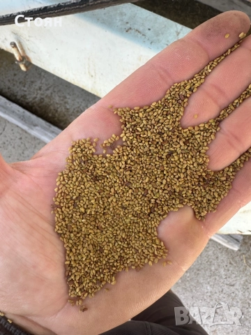 Люцерново семе 2025 , снимка 2 - За селскостопански - 52078750