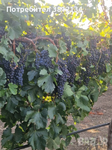 Продавам грозде Мерло , снимка 1