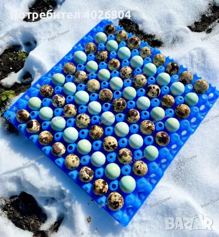 Разплодни/оплодени пъдпъдъчи яйца, снимка 1