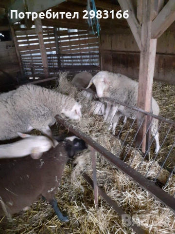 Фрезийски овце, снимка 4 - Овце - 52710861