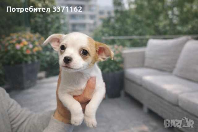 Чихуахуа, снимка 3 - Чихуахуа - 53363738