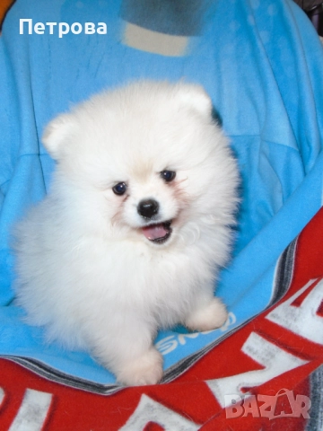 Померан от елитни родители