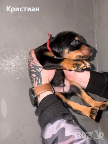 Продавам Чистокръвни Добермани , снимка 8 - Доберман - 53694238