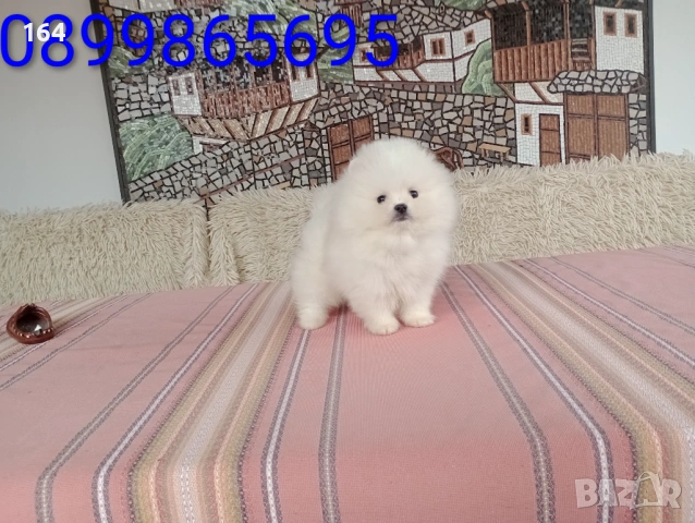 Чисто бели мини Померани. Реални снимки от 21.03.26, снимка 2 - Померан - 53883222