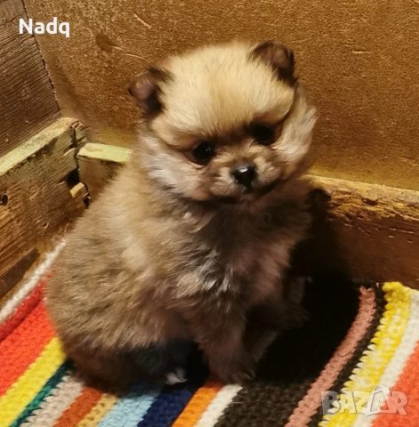 Померан , снимка 2 - Померан - 52633322