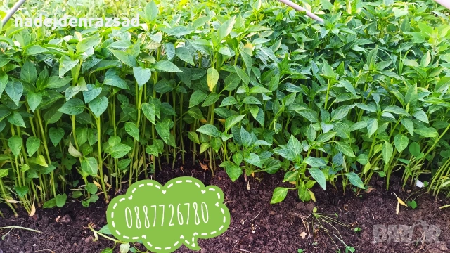 Готов разсад ранни домати краставици ягоди, снимка 3 - Разсади - 53942089