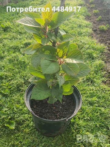 Расад женско киви