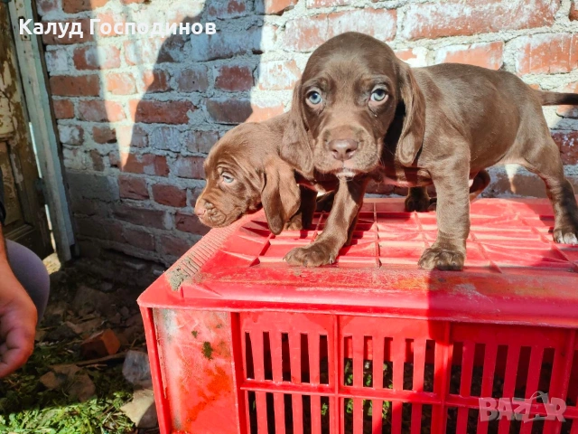 Продавам кученца, снимка 2 - Други - 53426117