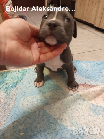 американски питбул/були .налично мъжко , снимка 9 - Питбул - 52580071