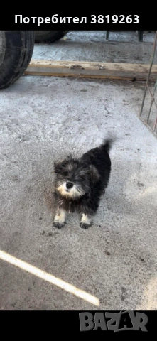 Цвергшнауцер