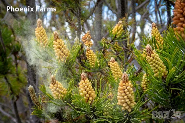 Боров прашец суров веган Български, снимка 2 - Хранителни добавки - 50113000