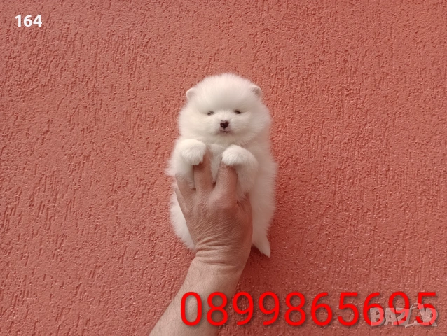 Померани. Реални снимки от 29.03.26 г. , снимка 5 - Померан - 53980464