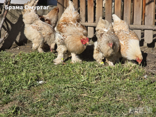 Продавам разплодни яйца от Бяло златна Брама [White gold Brahma], снимка 3 - Кокошки и пуйки - 53811702