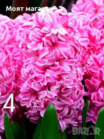 Зюмбюл 7 цвята, снимка 4 - Градински цветя и растения - 53641380