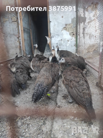 Продавам паунчета, снимка 4 - други­ - 51295851