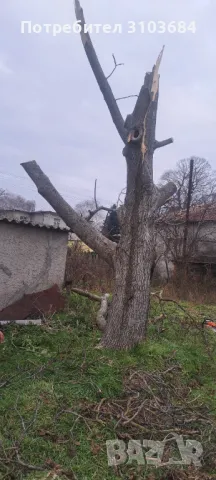 Рязане на опасни дървета , снимка 2 - Други услуги - 50357852