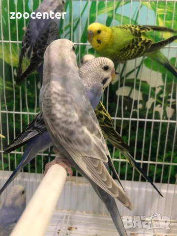 Вълнисти папагали, снимка 3 - Папагали - 27393513