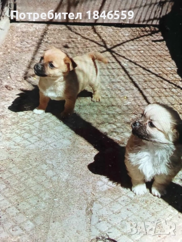 Малки маймунки , снимка 7 - Пекинез - 53931339