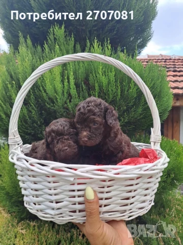 Шоколадови Пудели, снимка 11 - Пудели - 51360640