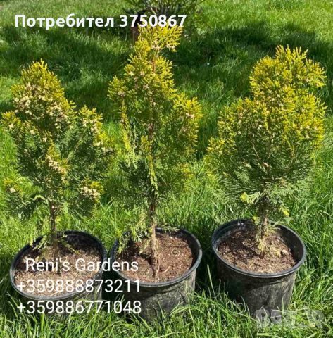 Източна туя „Златиста“ (Thuja orientalis Aurea Pyramidalis), снимка 2 - Градински цветя и растения - 45301987