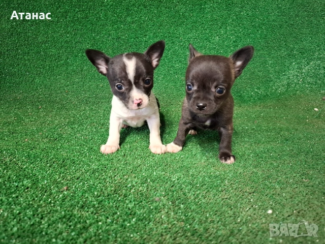 Продавам пинчерчета