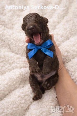 Poodle mini/Пудел мини, снимка 9 - Пудели - 53672823