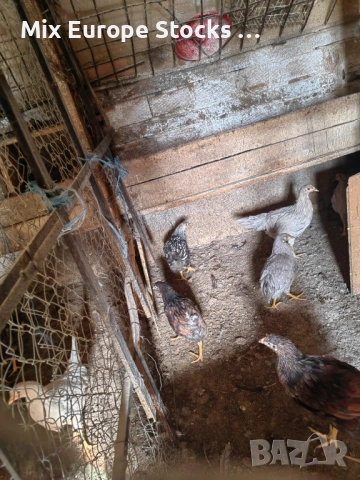 Легхорн Лавандула 2+1, снимка 1